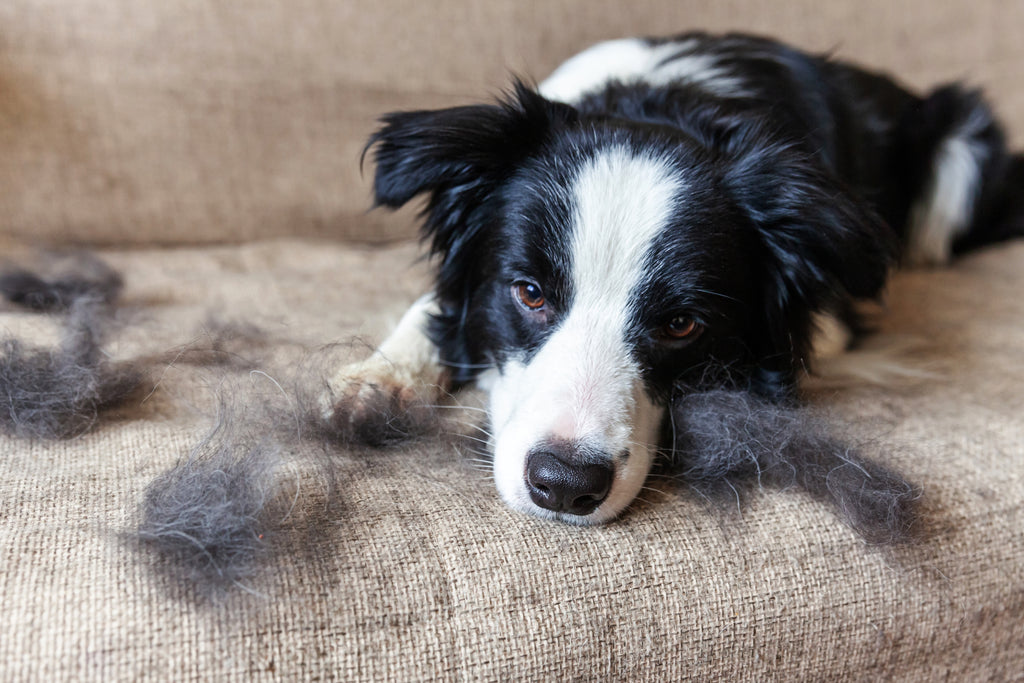 Hair Today, Gone Tomorrow: 5 Tips to Reduce Your Dog's Shedding