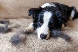 Hair Today, Gone Tomorrow: 5 Tips to Reduce Your Dog's Shedding