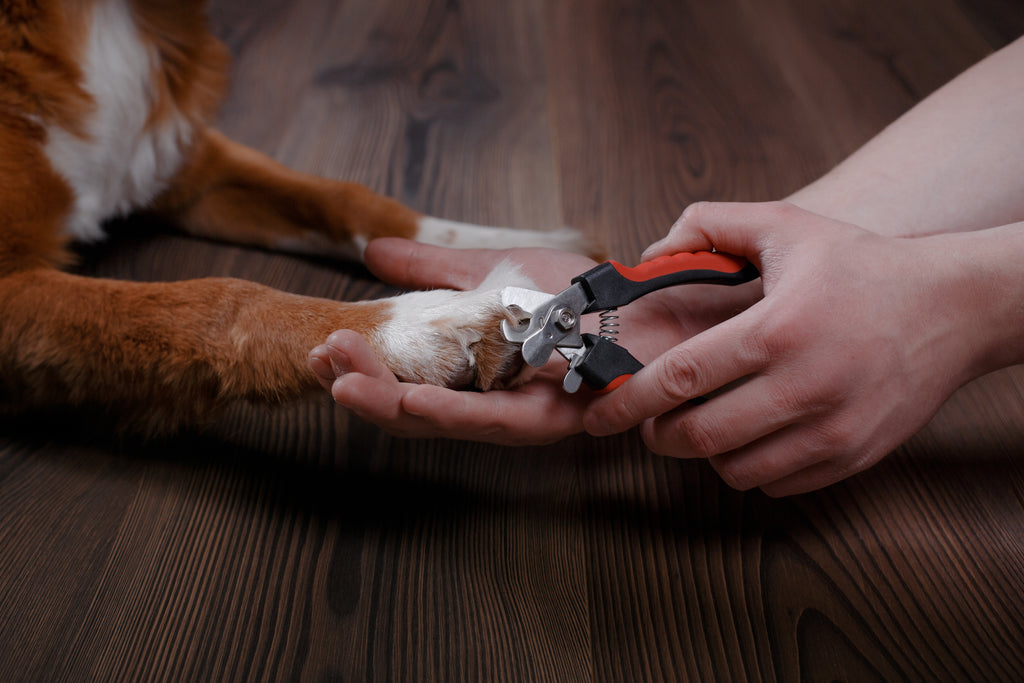 Pawsitively Purrfect: A Guide to Trimming Your Furry Friend's Toe Nails!