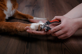 Pawsitively Purrfect: A Guide to Trimming Your Furry Friend's Toe Nails!