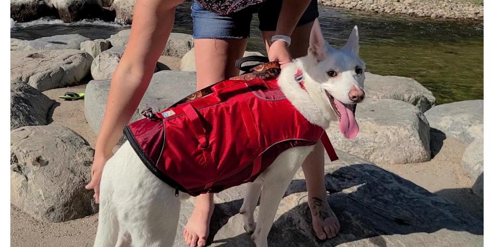 Dog fun at the Whitewater Park Poudre Pet and Feed Supply