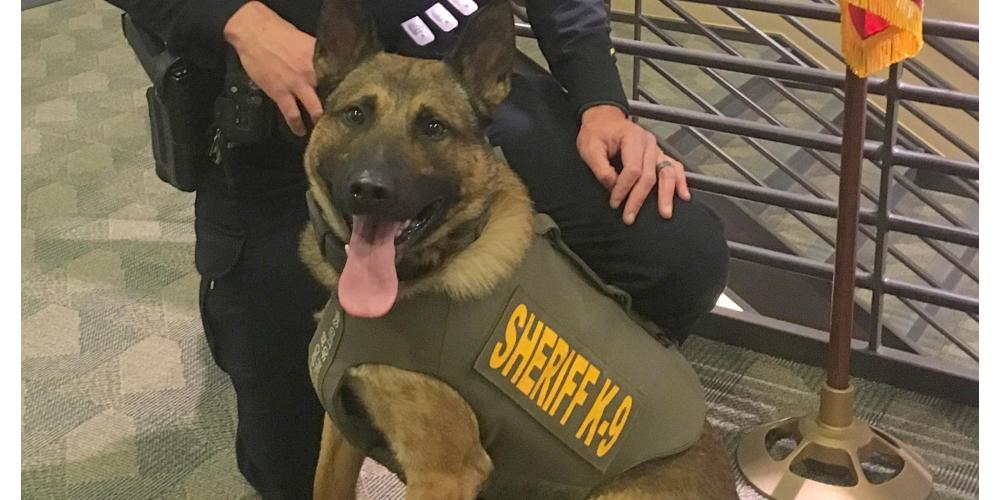 Meet Sheriff’s Office K9 Taz