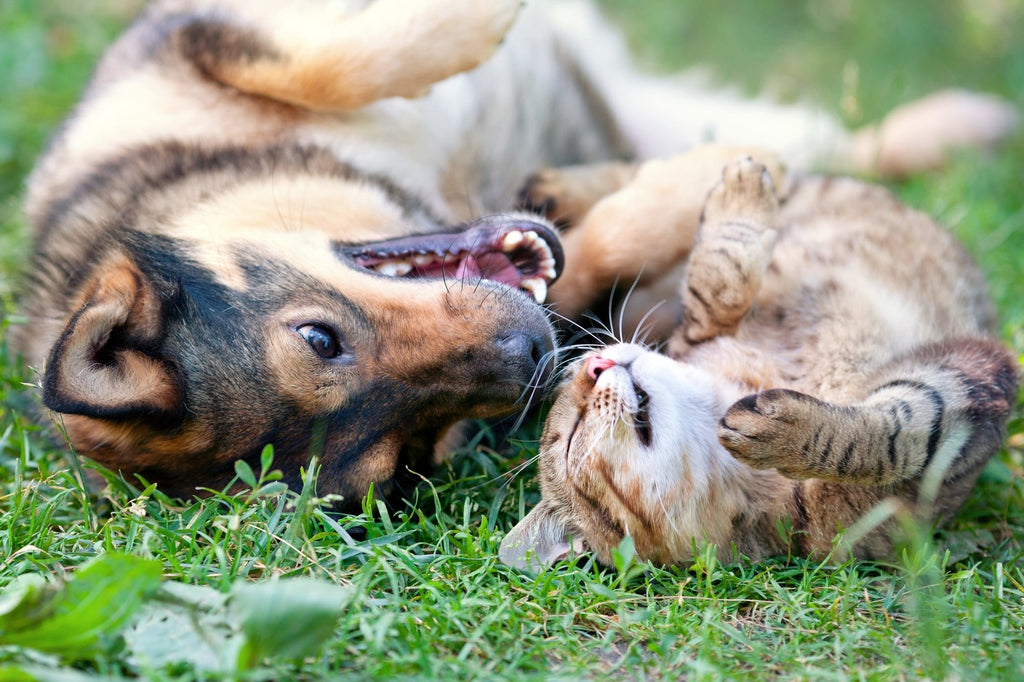Doggy Dental Clinic