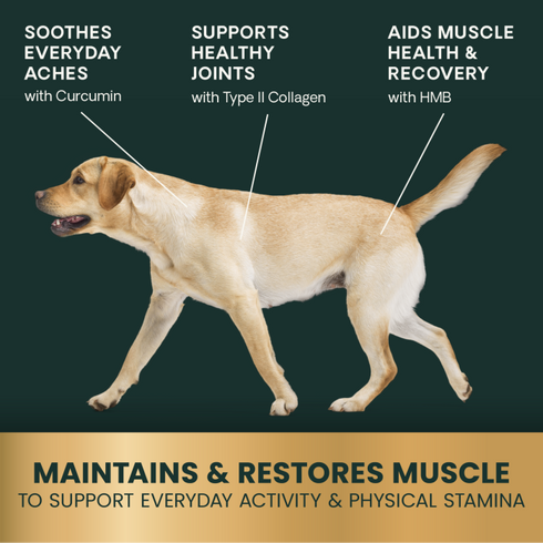 Vetriscience HMB Healthy Muscle & Strength Dog Supplement - Powder - 8.47oz Tub