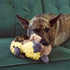 Kong Comfort Tykes Gosling Dog Toy - Small