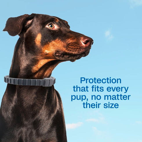 Adams Plus Flea & Tick Collar for Dogs & Puppies - Pack of 2 - 6 Month Supply