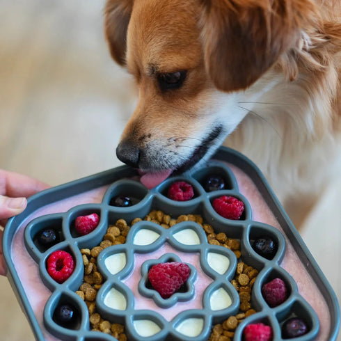 Messy Mutts Slow Feeder Square Dog Bowl - Blue - 2 Cup Capacity