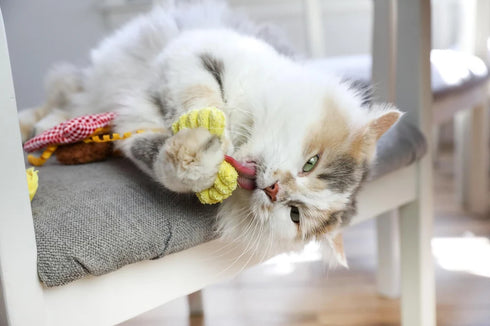 Petmate Quirky Kitty Pasta Cat Toy - 3 Pack