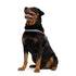 EZYDOG Convert Dog Harness - Small 20.5 - 24” - Blue