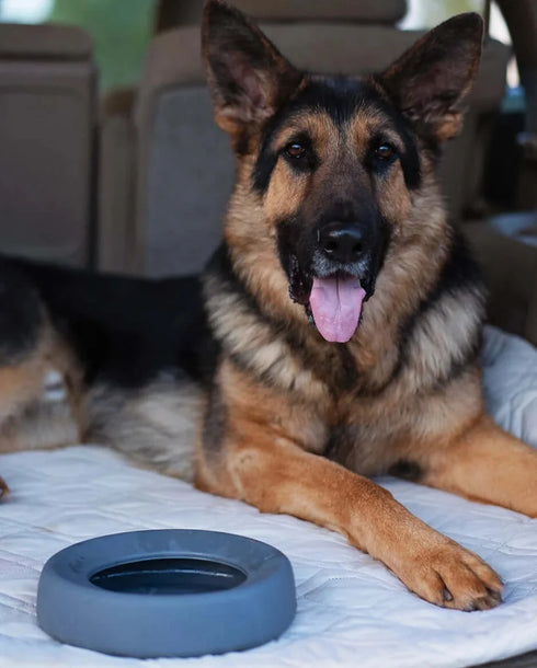 Messy Mutts Non-Spill Dog Bowl - Grey - 5.25 Cup Capacity