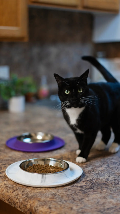 Messy Cats Silicone & Stainless Steel Cat Bowl - Red