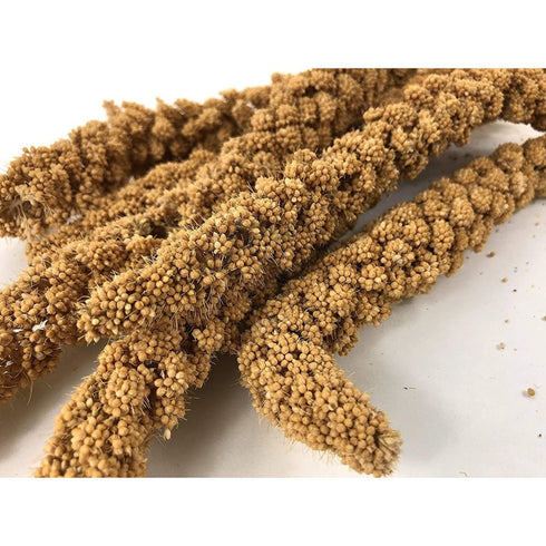 Millet Sprays 25lb - Poudre Pet & Feed Supply