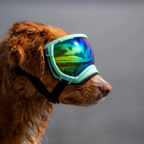 Rex Specs Dog Googles - Size X-Large - Mountainview Mint
