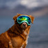Rex Specs Dog Googles - Size Medium - Black