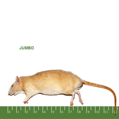 PERFECT PREY Frozen Rat Jumbo - Poudre Pet and Feed Supply