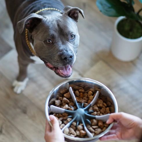 Messy Mutts Slow Feeder Dog Bowl Insert