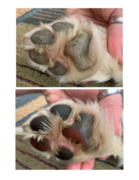 Lucky Pup Paw Butter For Dogs