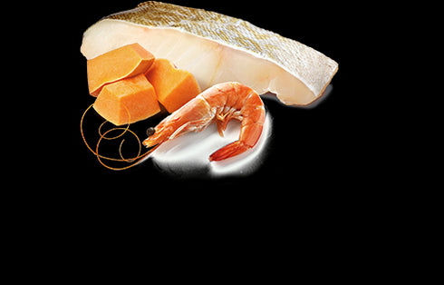 Farmina N&D Ocean Kitten Wet Cat Food - Cod, Shrimp, & Pumpkin - 2.5oz Can