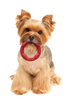 Spot Barrett Tough Ring Dog Toy - 5"