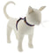 Lupine H-Style Cat Harness - 1/2" x 9-14" - Good Heavens