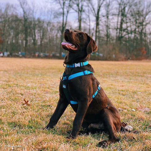 Costal K9 Explorer Brights Reflective Front Connect Dog Harness - XS 5/8" x 12-18" | 5-10lb - Lake