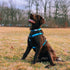 Costal K9 Explorer Brights Reflective Front Connect Dog Harness - XS 5/8" x 12-18" | 5-10lb - Lake
