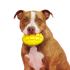 Bark Go Mango Super Chewer Dog Toy - Large
