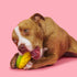 Bark Go Mango Super Chewer Dog Toy - Large