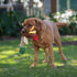 Patchwork Pet Tug and Toss Mallard Duck - 15"