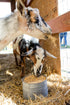 Scratch & Peck Organic Goat Feed with Corn - 40lb Bag