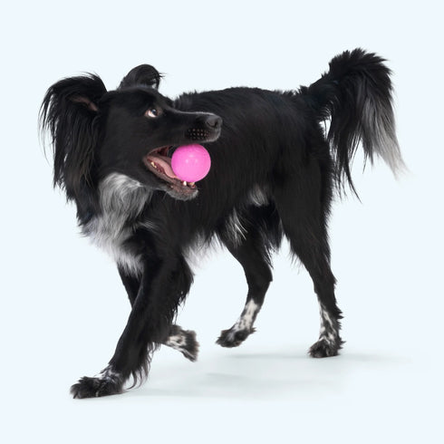 West Paw Bounder Dog Toy - L - Glow
