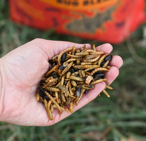 Happy Hen Bug Bonanza Chicken Treats - 5lb Bag