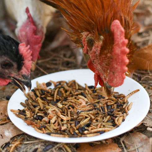Happy Hen Bug Bonanza Chicken Treats - 5lb Bag