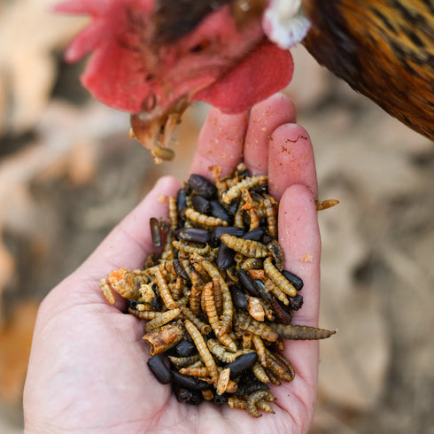 Happy Hen Bug Bonanza Chicken Treats - Mealworm & Bug Blend - 30oz Pouch