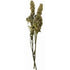From the Field Organic Catnip Buds - 1oz Tub