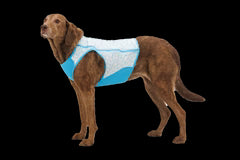 RuffWear Swamp Cooler Zip Cooling Dog Vest - LG - Biolumin Blue