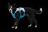 Ruffwear Swamp Cooler Dog Cooling Harness - S - Biolumin Blue