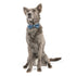 Huxley & Kent Pet Bow Tie - Small - Cool Breezes