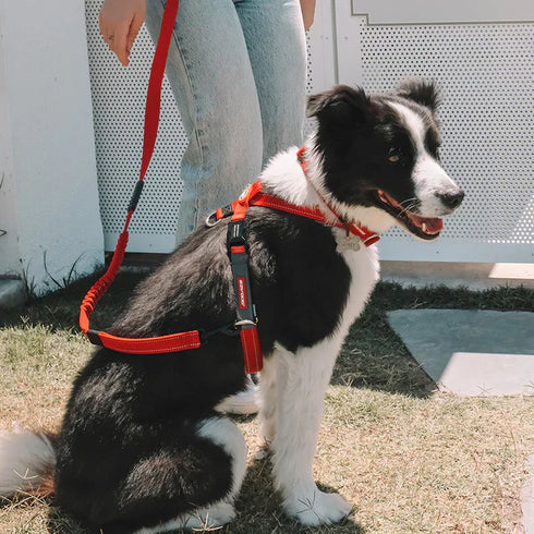 EZYDOG Crosscheck Dog Harness - Medium 19 - 25" - Red