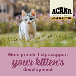 Acana Highest Protein Kitten Dry Cat Food - Chicken, Turkey, & Salmon - 4lb Bag