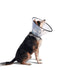 Dogswell Rigid Remedy & Recovery Dog E-Collar - Small - Clear