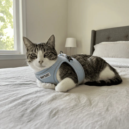 BayCat Adventure Cat Harness - Medium - Blue