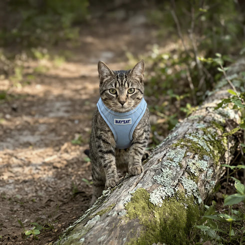 BayCat Adventure Cat Harness - Medium - Blue