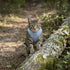 BayCat Adventure Cat Harness - Medium - Blue