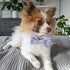 Huxley & Kent Pet Bow Tie - Large - Funny Bunny