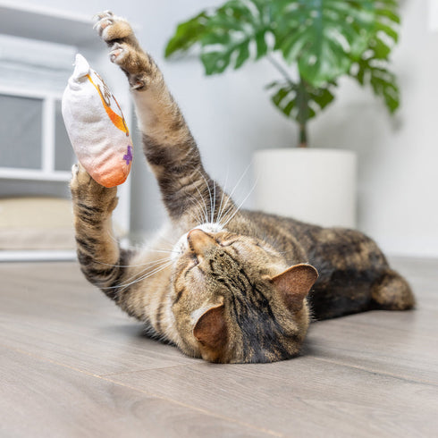 Huxley & Cat Toy Go Fish Phishy