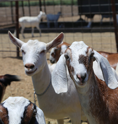 OC Raw Frozen Goat Milk For Dogs - 1 Pint