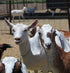 OC Raw Frozen Goat Milk For Dogs - 1 Pint