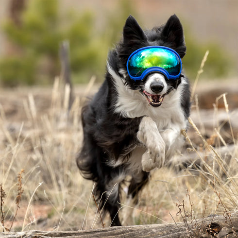 Rex Specs Dog Googles - Size Medium - Black