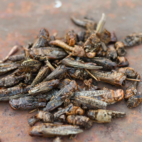 Happy Hen Grass Hoppers Chicken Treats - 5oz Pouch